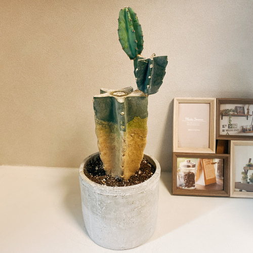 現品］柱サボテン 鬼面角 ブランチ 胴切り 観葉植物 おしゃれ