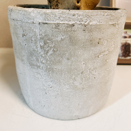 現品］柱サボテン 鬼面角 ブランチ 胴切り 観葉植物 おしゃれ サボテン