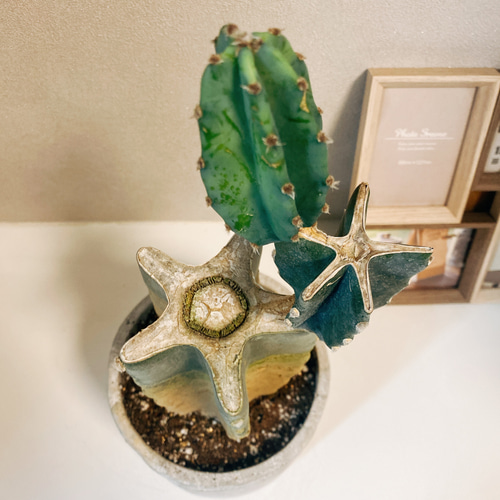 現品］柱サボテン 鬼面角 ブランチ 胴切り 観葉植物 おしゃれ サボテン