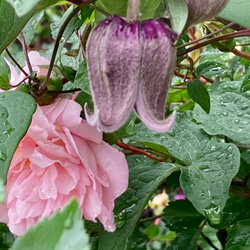 黒系壺型クレマチス10粒 多肉植物 植花夢 通販 16217114｜Creema(クリーマ)