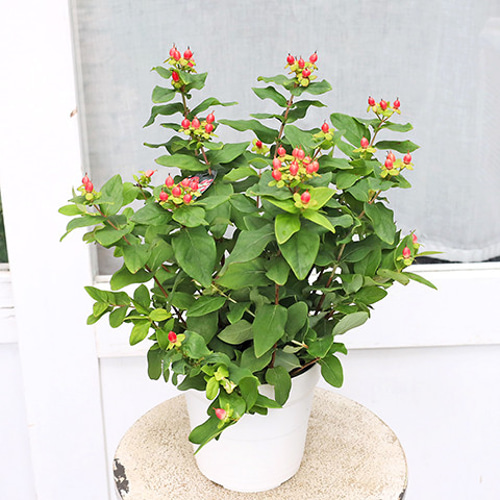 再入荷花木苗 ヒペリカム ジュエリー ルビー 5号 多年草 低木 実が成る