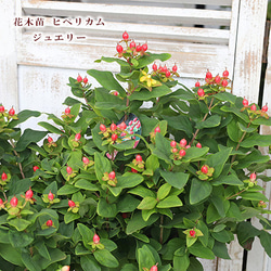 再入荷花木苗 ヒペリカム ジュエリー ルビー 5号 多年草 低木 実が成る