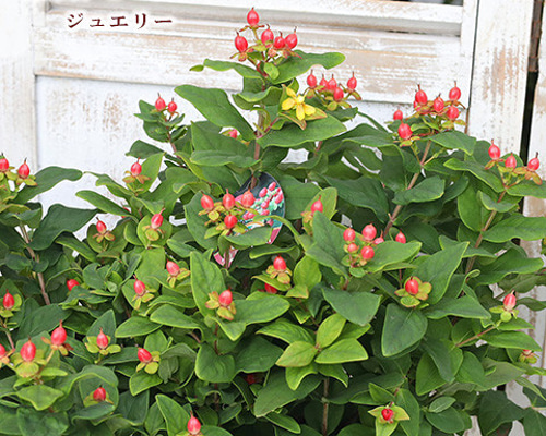 再入荷花木苗 ヒペリカム ジュエリー ルビー 5号 多年草 低木 実