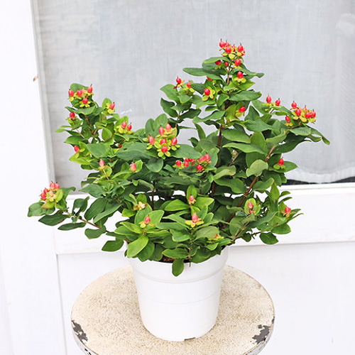 再入荷花木苗 ヒペリカム ジュエリー ルビー 5号 多年草 低木 実が成る