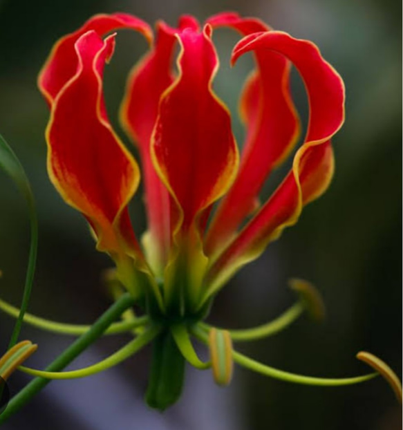グロリオサ【ファイアーバード⠀】 くれないの燃えるような花 アレンジメントになくてはならない印象的な 植物 1枚目の画像