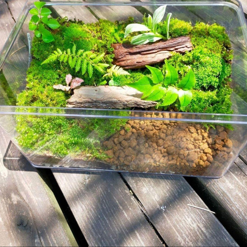 隠れ家あり!自然の中の飼育箱、ケースの中の苔テラリウム通気蓋 隠れ家あり!自然の中の飼育箱、ケースの中の苔テラリウム通気蓋