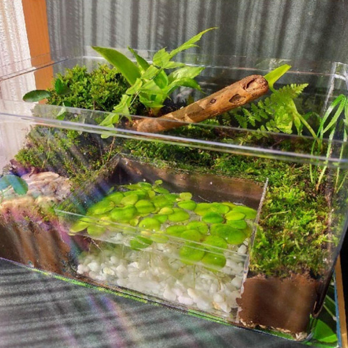 隠れ家あり!自然の中の飼育箱、ケースの中の苔テラリウム通気蓋 隠れ家あり!自然の中の飼育箱、ケースの中の苔テラリウム通気蓋