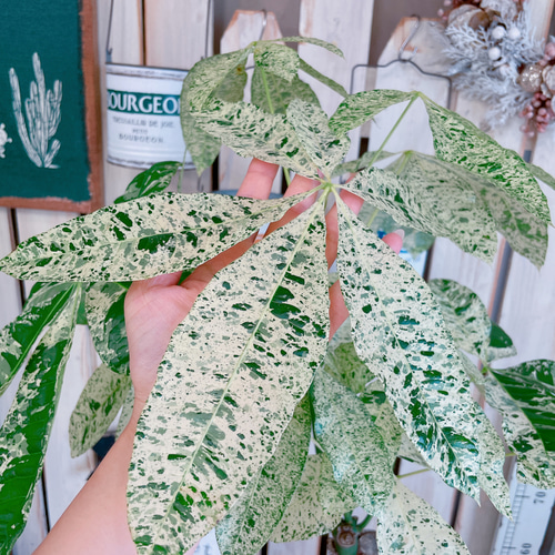 パキラ　ミルキーウェイ　斑入り　実生　4号鉢つき　大株❗ パキラ ミルキーウェイ 斑入り 実生 4号鉢つき 大株❗高さ100センチ❗