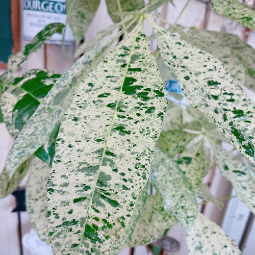 現品♡超レア【大きめ斑入りパキラ】素敵な陶器鉢！希少♡お洒落