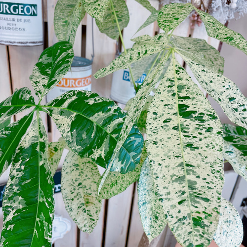 現品♡超レア【大きめ斑入りパキラ】素敵な陶器鉢！希少♡お洒落