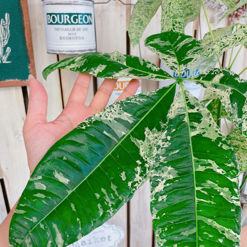 現品♡超レア【大きめ斑入りパキラ】素敵な陶器鉢！希少♡お洒落