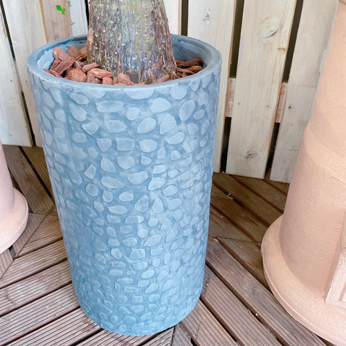 現品♡超レア【大きめ斑入りパキラ】素敵な陶器鉢！希少♡お洒落