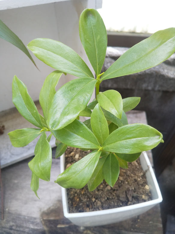 沈丁花 抜き苗 小 １本 高さ約１６㎝ 4枚目の画像