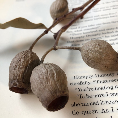 ドライフラワー❇️ベルガムナッツ❣️木の実 ユーカリ ベルガムナッツ