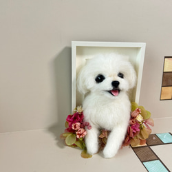 から厳選した 羊毛フェルト ケース付き 伏せをするマルチーズちゃん