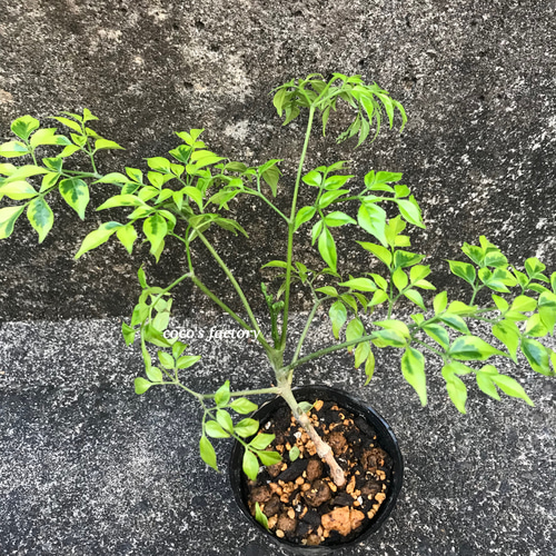 送料込】葉が可愛い♡観葉植物♡ステレオスペルマム♡レモンライム♡鉢