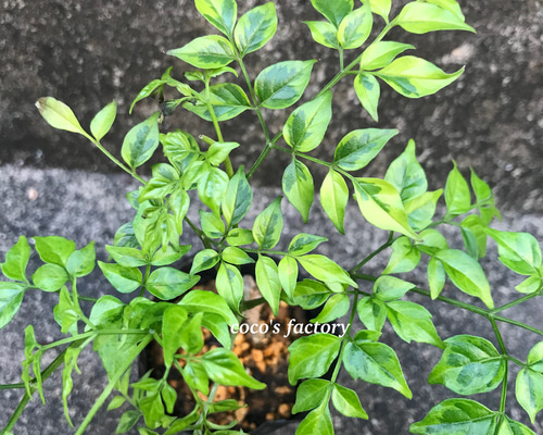 変葉木‼️ 希少 ステレオスペルマム 白斑入り Amazon｜観葉植物 斑入り