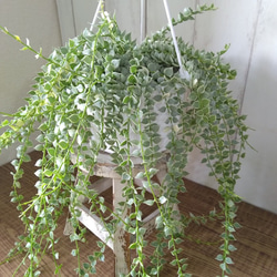 希少　ディスキディア　ミリオンハート　斑入り　ボリュームの5号鉢　観葉植物　育てやすい 7枚目の画像