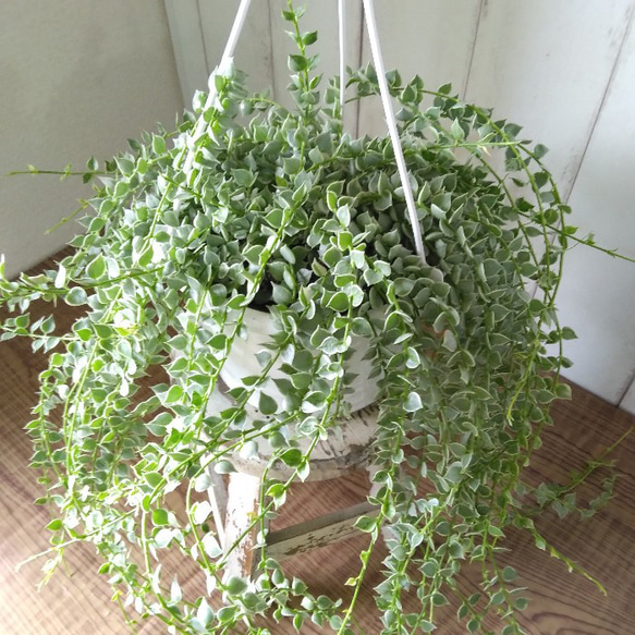 希少　ディスキディア　ミリオンハート　斑入り　ボリュームの5号鉢　観葉植物　育てやすい 1枚目の画像