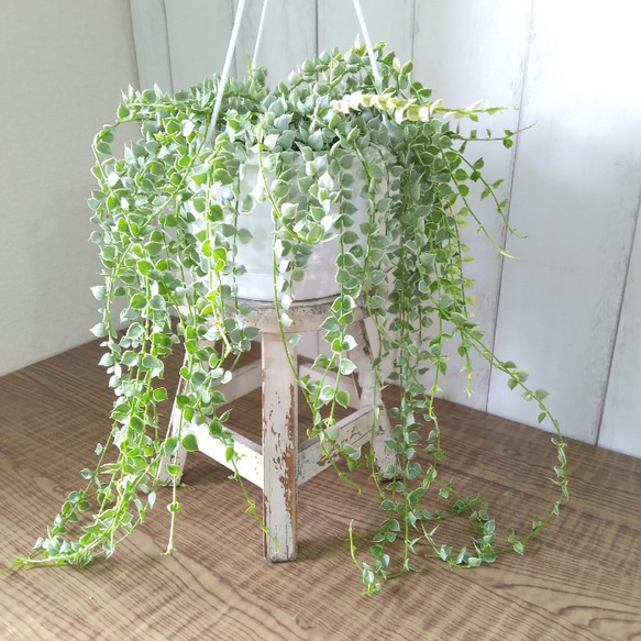 希少　ディスキディア　ミリオンハート　斑入り　ボリュームの5号鉢　観葉植物　育てやすい 8枚目の画像