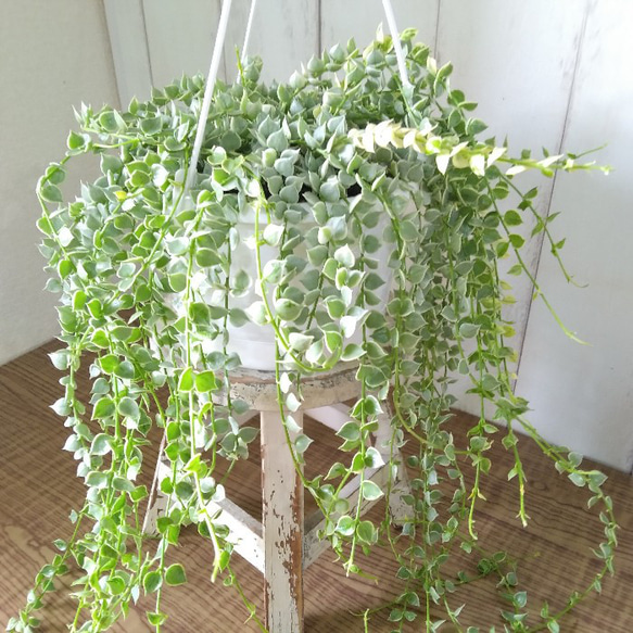 希少　ディスキディア　ミリオンハート　斑入り　ボリュームの5号鉢　観葉植物　育てやすい 10枚目の画像