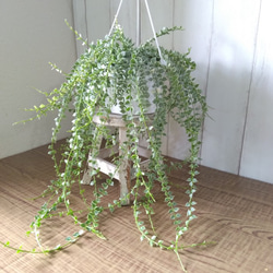 希少　ディスキディア　ミリオンハート　斑入り　ボリュームの5号鉢　観葉植物　育てやすい 6枚目の画像