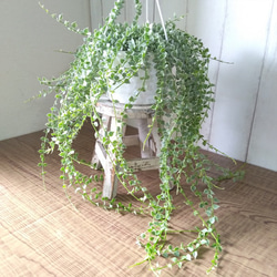 希少　ディスキディア　ミリオンハート　斑入り　ボリュームの5号鉢　観葉植物　育てやすい 4枚目の画像