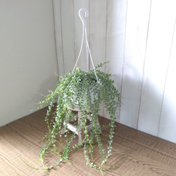 希少　ディスキディア　ミリオンハート　斑入り　ボリュームの5号鉢　観葉植物　育てやすい 5枚目の画像