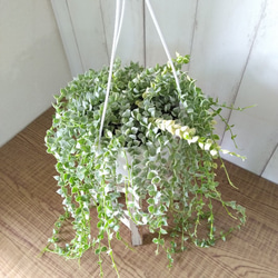 希少　ディスキディア　ミリオンハート　斑入り　ボリュームの5号鉢　観葉植物　育てやすい 12枚目の画像