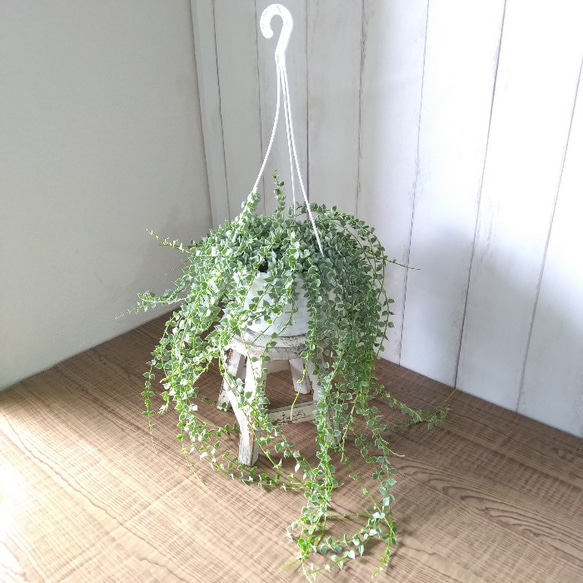 希少　ディスキディア　ミリオンハート　斑入り　ボリュームの5号鉢　観葉植物　育てやすい 2枚目の画像