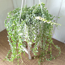 希少　ディスキディア　ミリオンハート　斑入り　ボリュームの5号鉢　観葉植物　育てやすい 9枚目の画像