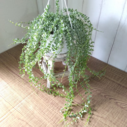 希少　ディスキディア　ミリオンハート　斑入り　ボリュームの5号鉢　観葉植物　育てやすい 3枚目の画像