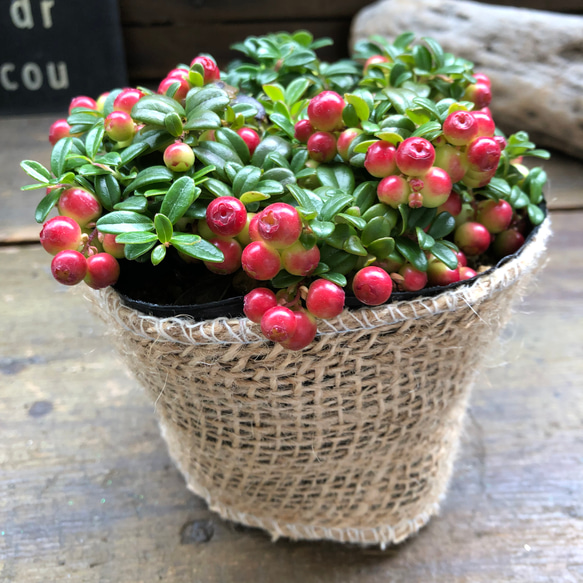 苔桃♡セール♡食べれます♡リンゴベリー♡ 12枚目の画像