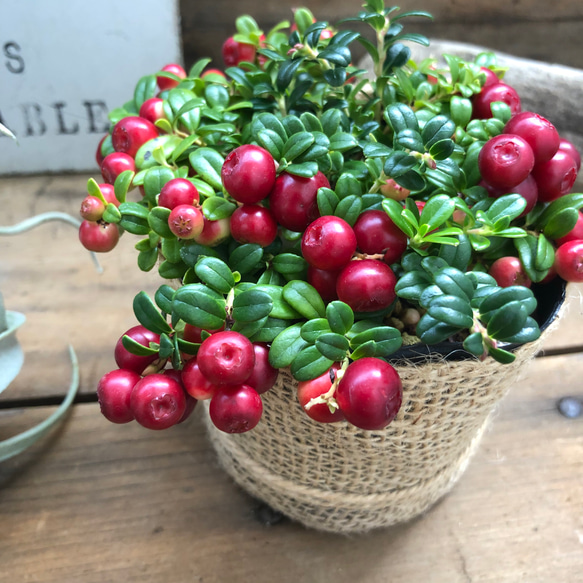 苔桃♡セール♡食べれます♡リンゴベリー♡ 4枚目の画像