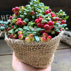 苔桃♡セール♡食べれます♡リンゴベリー♡ 13枚目の画像