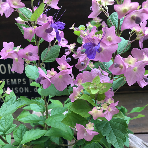 チャイニーズハット2個セット♡可愛いハットの花♡ガーデニング 11枚目の画像