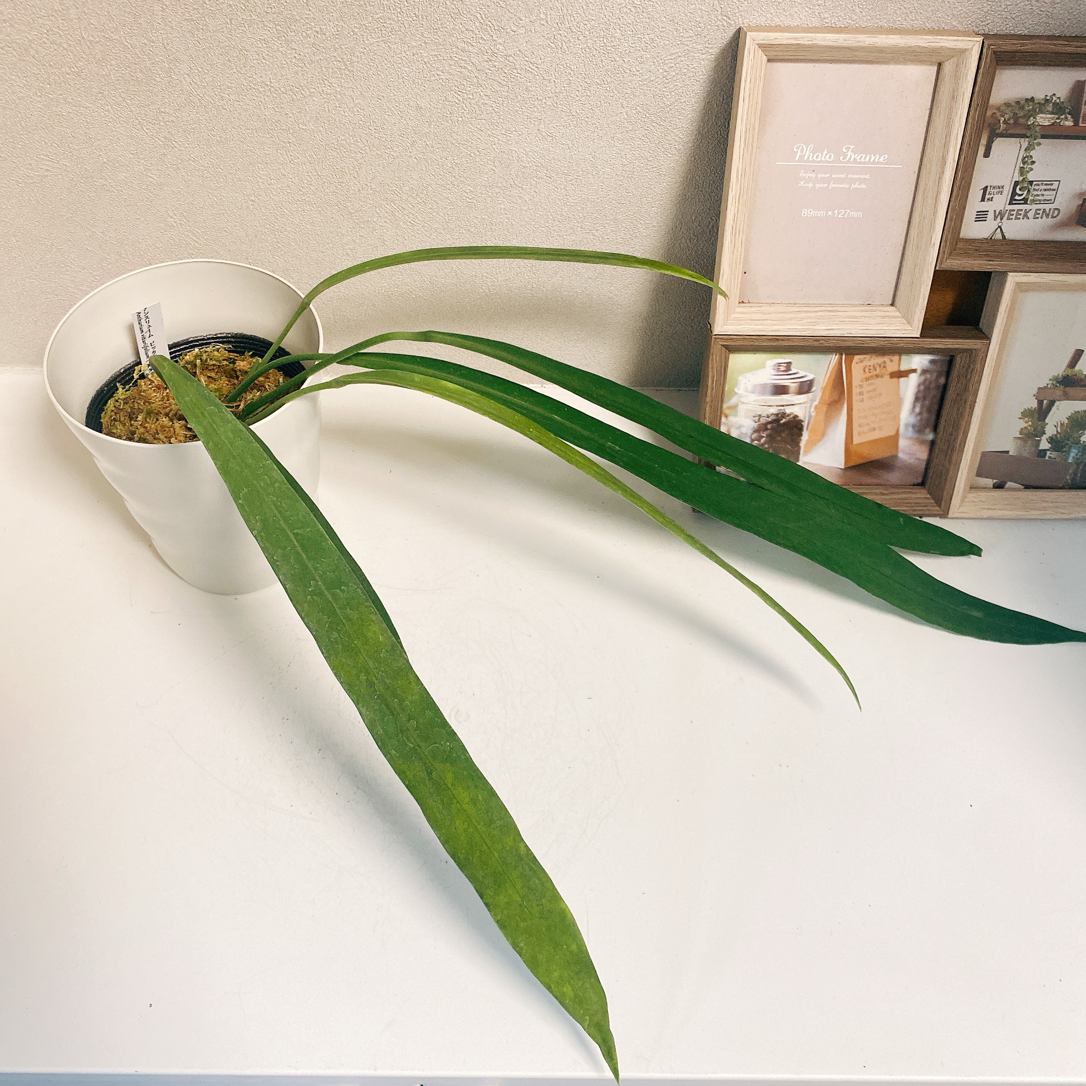 【一部予約販売】 現品］【希少】アンスリウム ビッタリフォリウム 4号 その他 その他観葉植物
