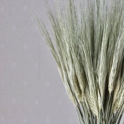 ✳︎大麦ブーケ✳︎褪色を楽しもう✳︎ 3枚目の画像
