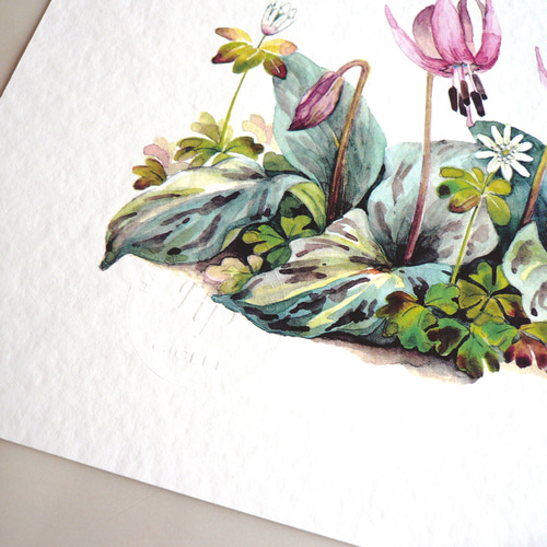 カタクリ・アズマイチゲ 】 ORIGINAL GICLEE 水彩画を高級紙に印刷した