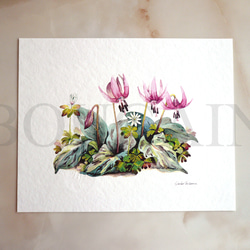 ★柳井 貴光 takamitu yanai 水彩画 「マツムシソウ」 ☆柳井 貴光 takamitu yanai 水彩画 「マツムシソウ」