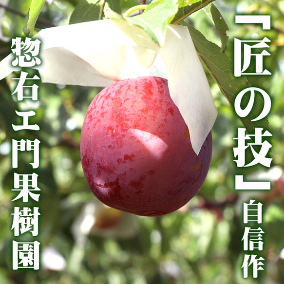 プラム 貴陽 特大玉(7L〜8L)×6玉 約1.2kg すもも 李 山形県 送料無料 高糖度 スモモ 果物 2枚目の画像