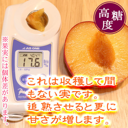 プラム 貴陽 特大玉(7L〜8L)×6玉 約1.2kg すもも 李 山形県 送料無料 高糖度 スモモ 果物 5枚目の画像