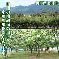 プラム 貴陽 特大玉(7L〜8L)×6玉 約1.2kg すもも 李 山形県 送料無料 高糖度 スモモ 果物 8枚目の画像