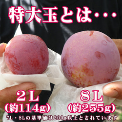 プラム 貴陽 特大玉(7L〜8L)×6玉 約1.2kg すもも 李 山形県 送料無料 高糖度 スモモ 果物 4枚目の画像