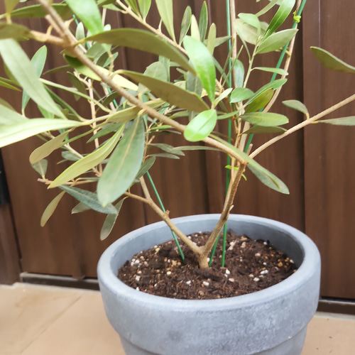 オリーブの木 ネバディロブランコ naturalgardenロゴ鉢植え 苗 