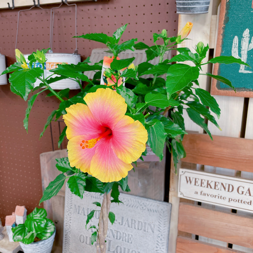 現品！大きめスタンド型ハイビスカス寄せ植え♡ステキなグラデーション 