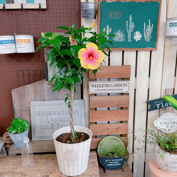 現品！大きめスタンド型ハイビスカス寄せ植え♡ステキなグラデーション 