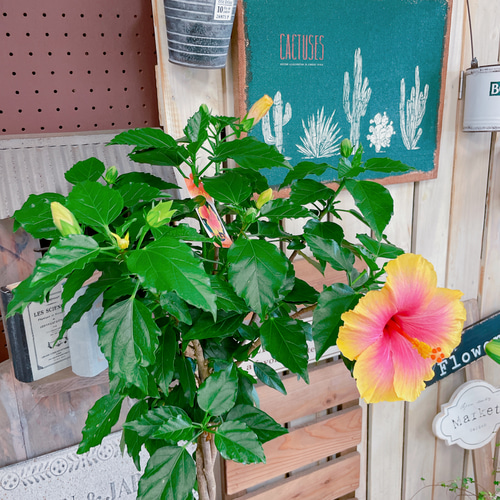 現品！大きめスタンド型ハイビスカス寄せ植え♡ステキなグラデーション 