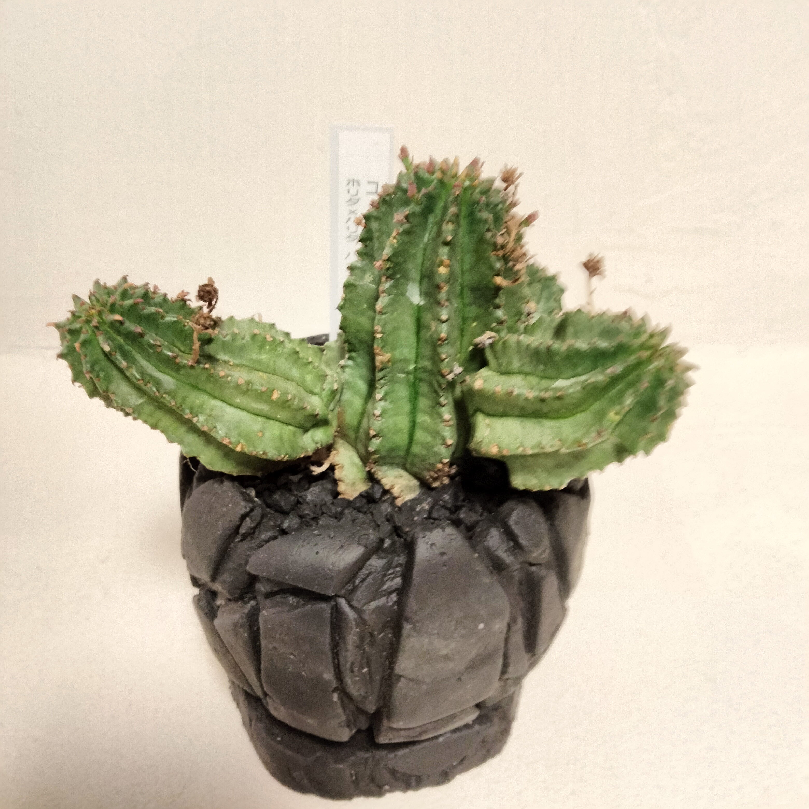 即購入可能 多肉植物 ユーフォルビア ホリダ×バリダ