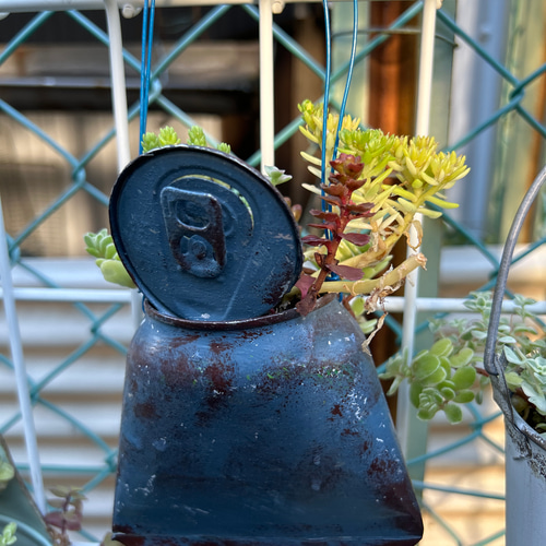 アルミリメイク缶 多肉植物 寄せ植え 多肉植物 Jam Osaka 通販